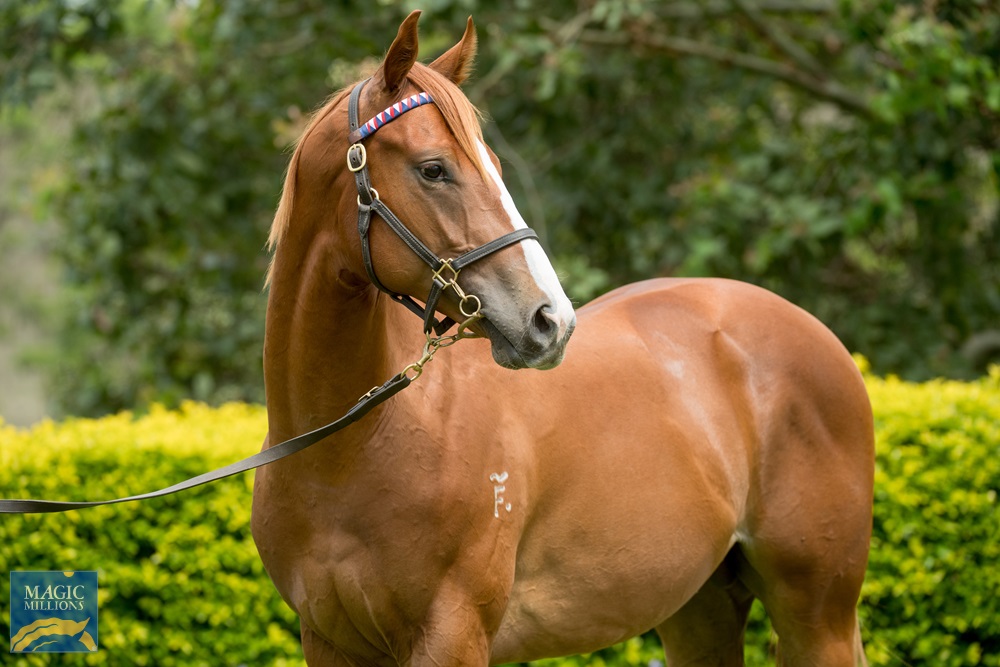 2021 Gold Coast Yearling Sale Lot 1184 Ribchester IRE Bubblenot 